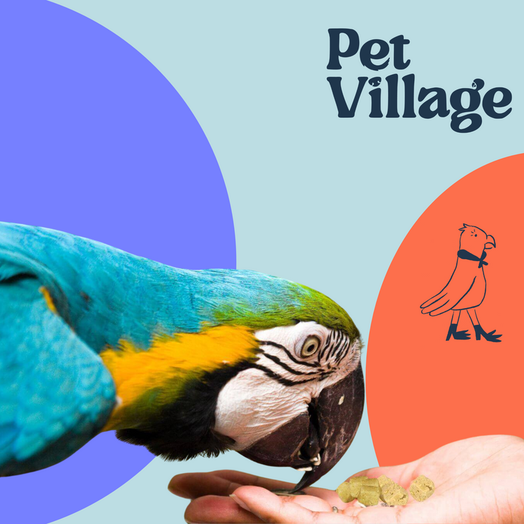 What Parrots Can and Can’t Eat: A Fun Guide to a Healthy Diet