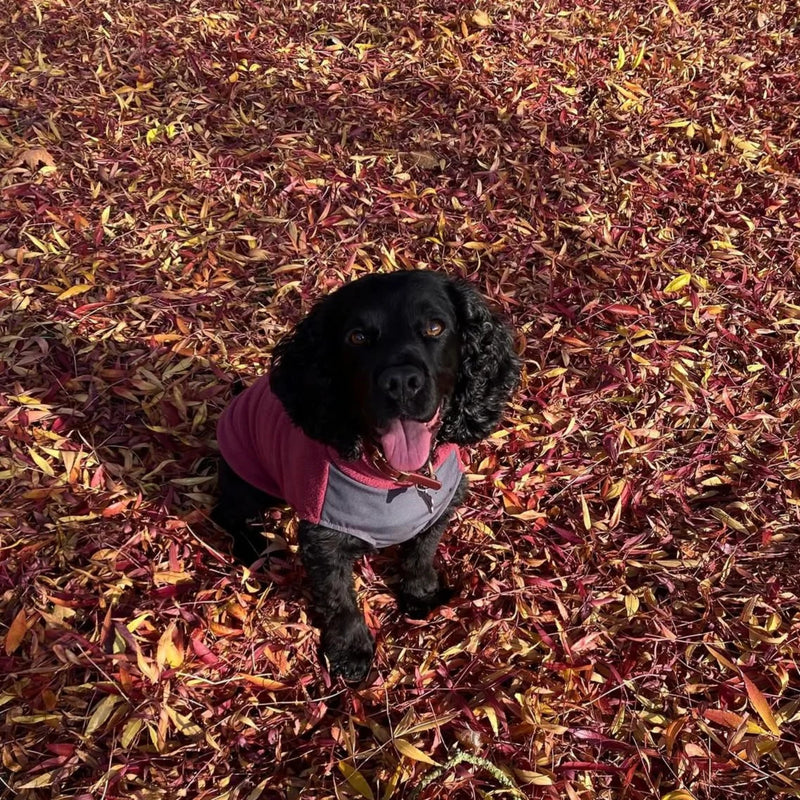 Load image into Gallery viewer, Doghouse Fleece Jumper with Waterproof Belly Panel – Warm & Practical Dog Coat