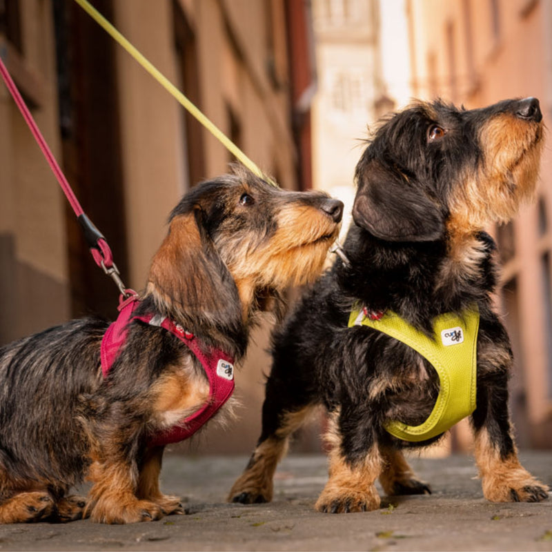 Load image into Gallery viewer, Curli Clasp Air-Mesh Dog Harness