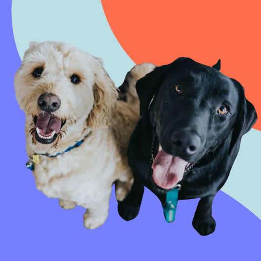 Why Oils Are So Important for Dogs