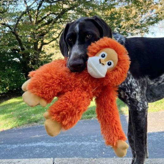 10 Signs Your Dog's Diet Might Need Changing