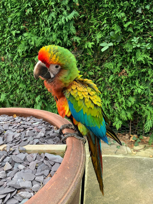 Our Curious Shamrock Macaw