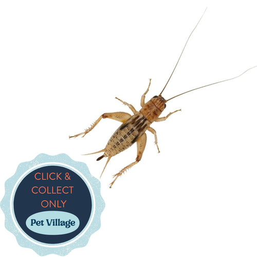 Large Silent Brown Crickets (15–20mm) – Nutritious Live Food for Reptiles