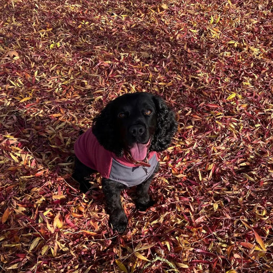 Doghouse Fleece Jumper with Waterproof Belly Panel – Warm & Practical Dog Coat