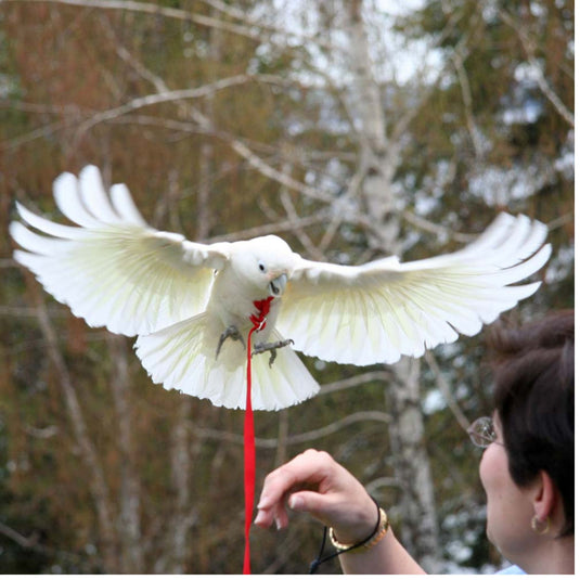 Aviator Bird Harness & Leash