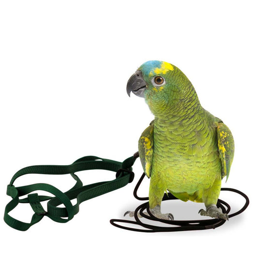 Aviator Bird Harness & Leash