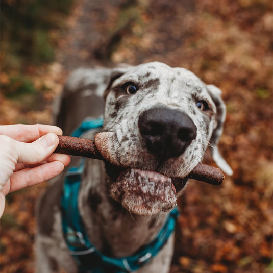Pure & Natural Gourmet Duck Sausages 6cm Dog Treats 1kg