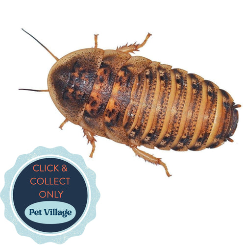 Dubia Feeder Cockroaches (Large) – High-Protein Live Food for Reptiles, Amphibians & Birds