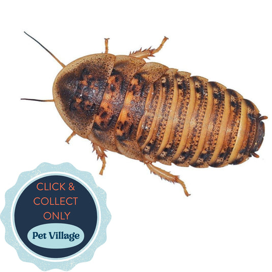 Dubia Feeder Cockroaches (Large) – High-Protein Live Food for Reptiles, Amphibians & Birds