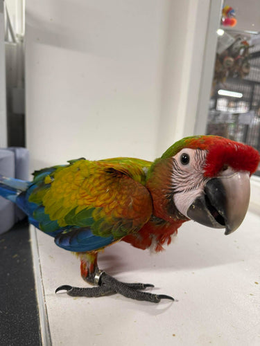 Our Curious Shamrock Macaw