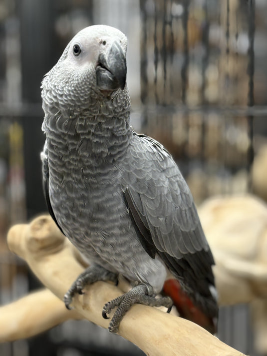 Our Lovely African Grey