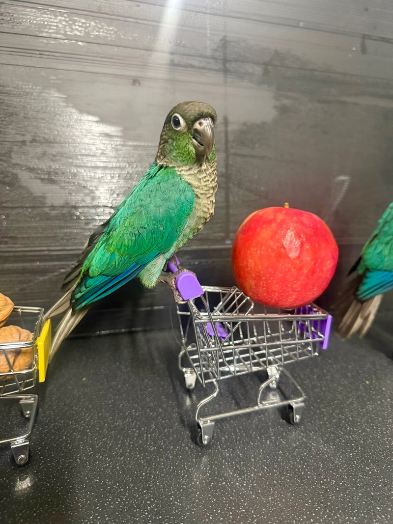 Load image into Gallery viewer, Our Playful Conures
