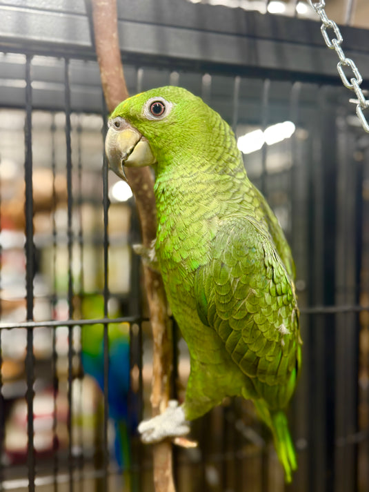 Our Adventurous Mealy Cross Amazon