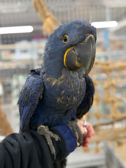 Our Majestic Male Hyacinth Macaw