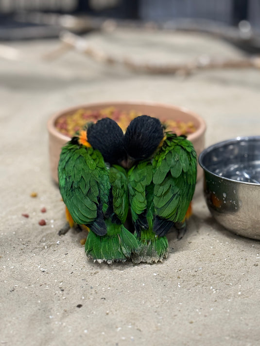 Black Headed Caiques