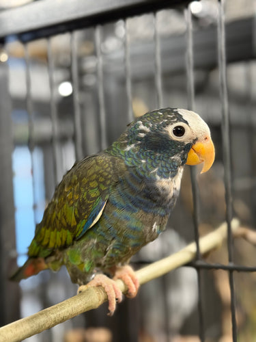 Our Cute White Capped Pinous