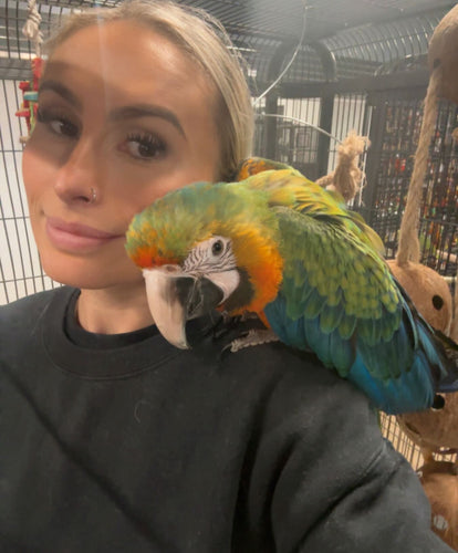 Lovely Catalina Macaw
