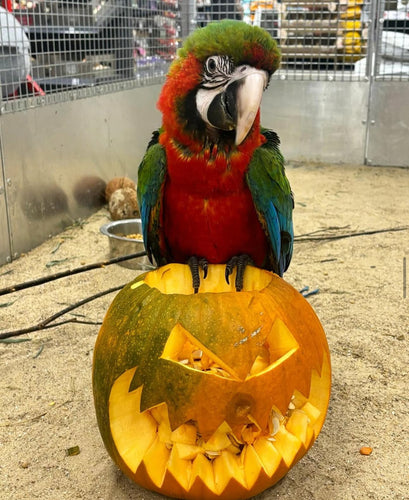 Our Cuddly Harlequin Macaw