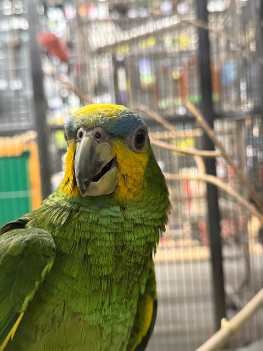 Our Baby Blue Fronted Amazons
