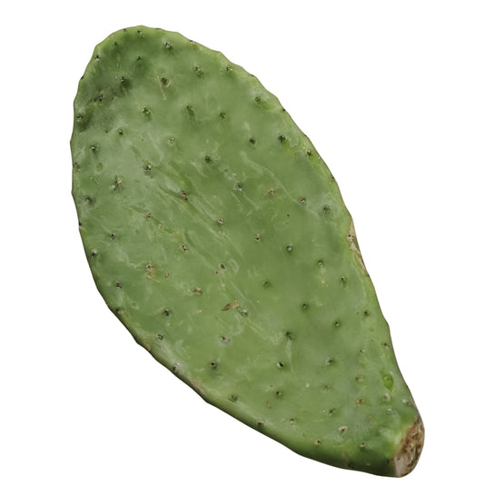 Prickly Pear for Parrots & Reptiles
