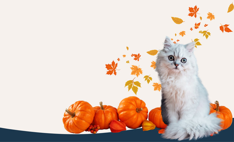 Howl-o-ween Fun Awaits!