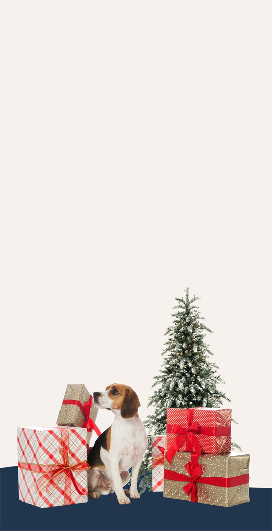 Paw-fect Christmas Magic Awaits!