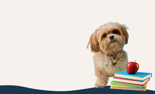 Bark To School