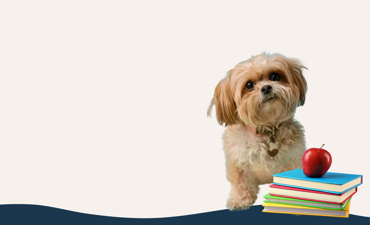 Bark To School