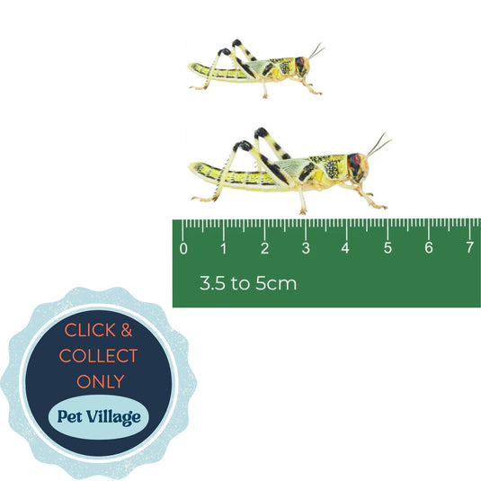 Extra Large Locusts (35–50mm) – Premium Live Food for Large Reptiles, Amphibians & Birds
