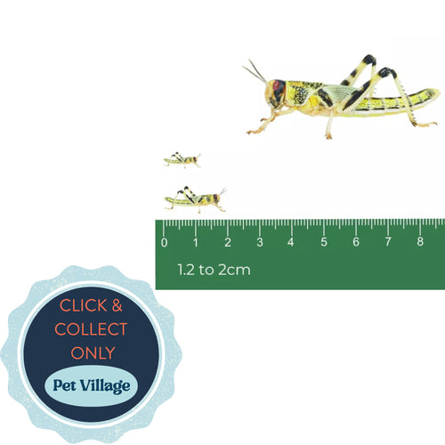 Medium Locust Pre-Pack – Nutritious Live Food for Reptiles, Birds & Amphibians