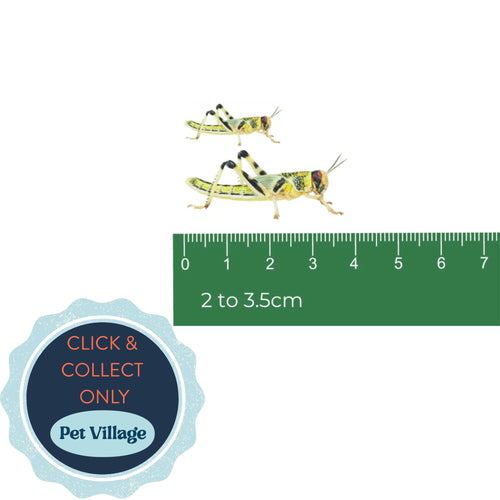 Large Locusts (28–32mm) – Nutritious Live Food for Reptiles, Amphibians & Birds