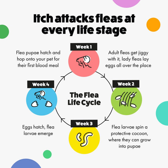 Itch Small Dog Flea & Tick Treatment Spot-On Solution | Dogs up to 10kg