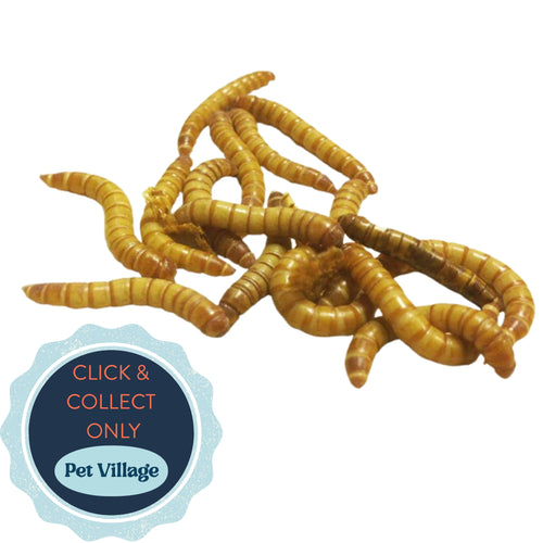 Mealworm Pre-Pack – Nutritious Live Food for Reptiles, Birds & Small Mammals