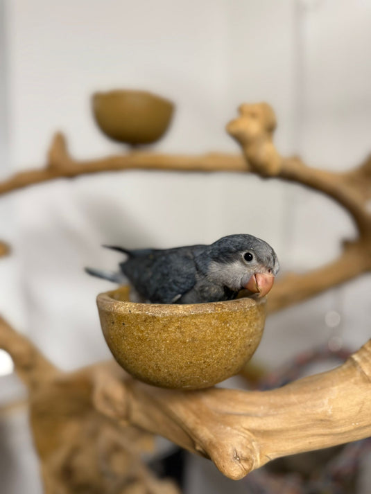 Our Clever And Cute Quakers