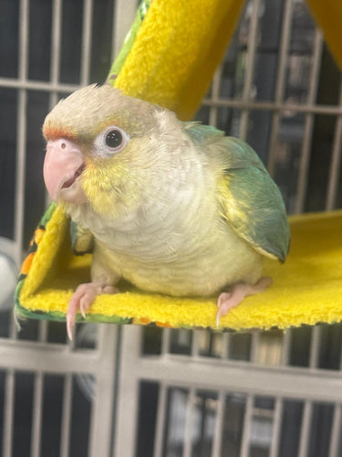 Our Playful Conures