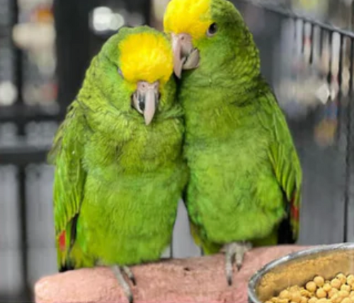 Our Playful And Intelligent Double-Yellow Headed Amazons