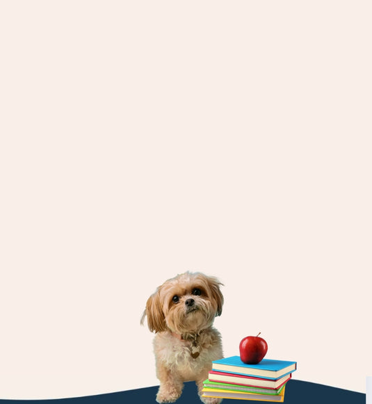 Bark To School