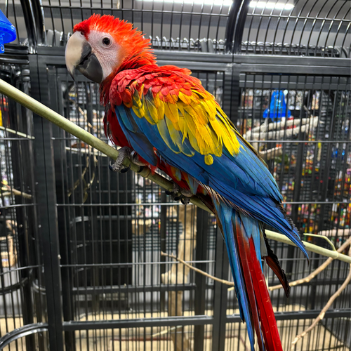 Our Stunning Scarlet Macaw