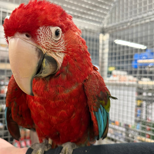 Green-Winged Macaw