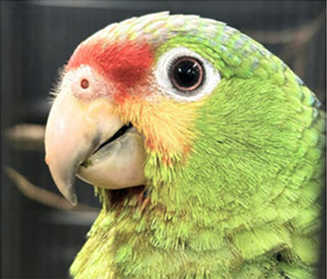 Bird Image