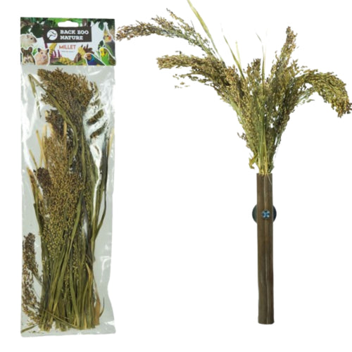 Back Zoo Nature Millet Panicum – Natural Bird Treat for Parrots, Parakeets, and Small Birds