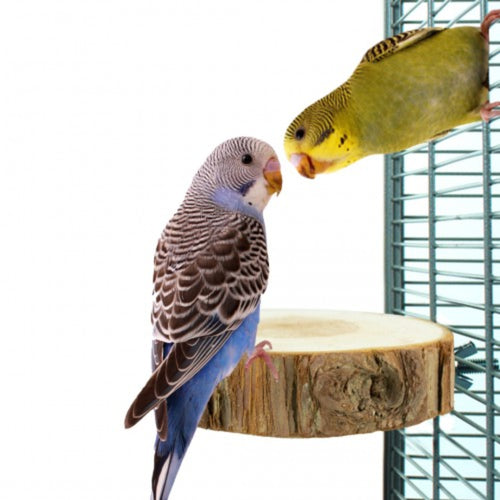 Back Zoo Nature Trunk Slice Perch – Natural Wooden Platform for Birds and Small Animals
