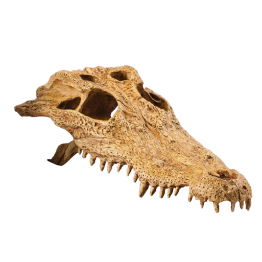 Exo Terra Crocodile Skull