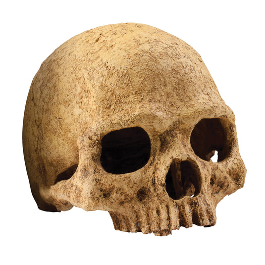 Exo Terra Primate Skull