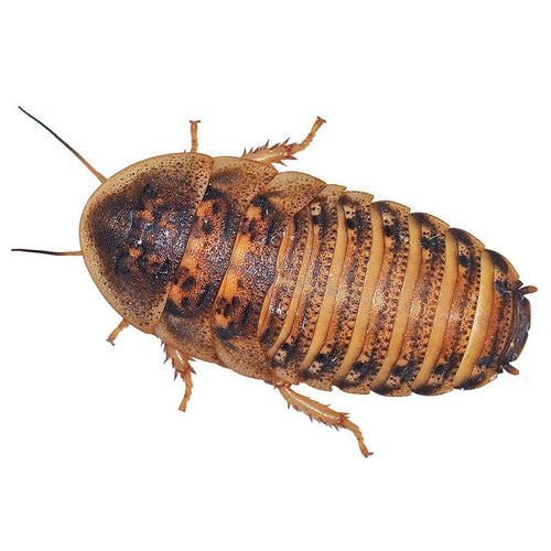 Dubia Feeder Cockroaches (Large) – High-Protein Live Food for Reptiles, Amphibians & Birds