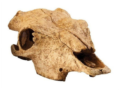 Exo Terra Buffalo Skull