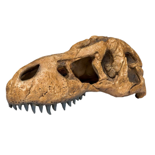 Exo Terra T-Rex Skull