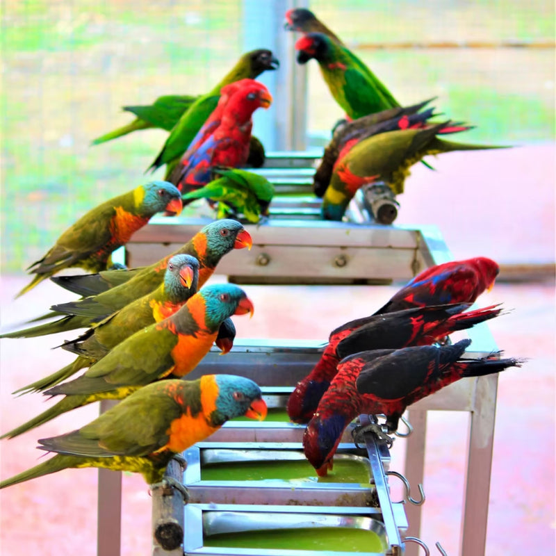 Load image into Gallery viewer, Your Parrot Lori Nectar Premium Complete Diet Feed
